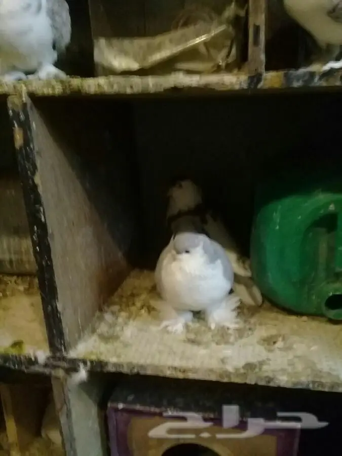 أزواج حمام زينة فاخرة للبيع - مجموعة متنوعة من السلالات المميزة! (image 15)