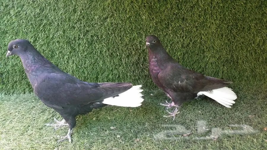 طبه نوري أسود مذيل ابيض