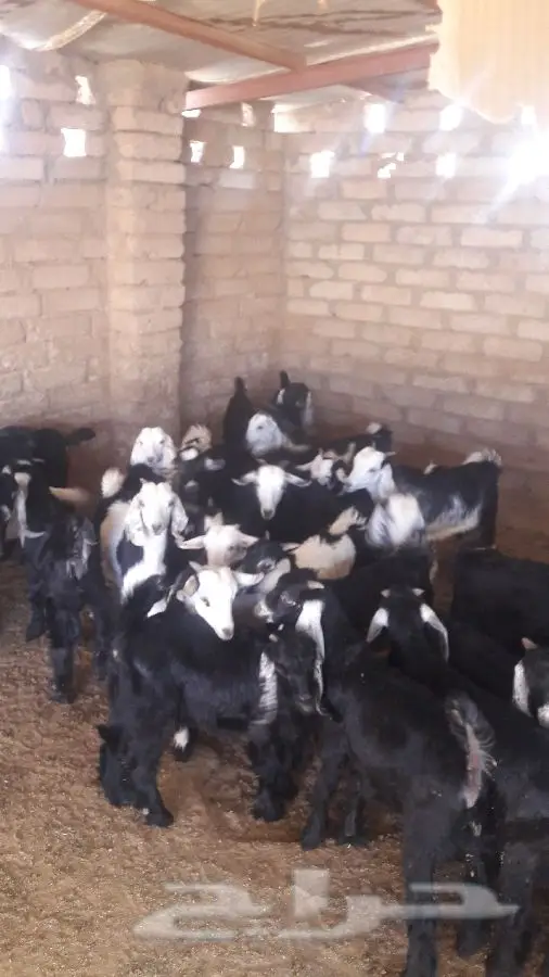 طليان ورخال
وتيوس وجفار (image 6)