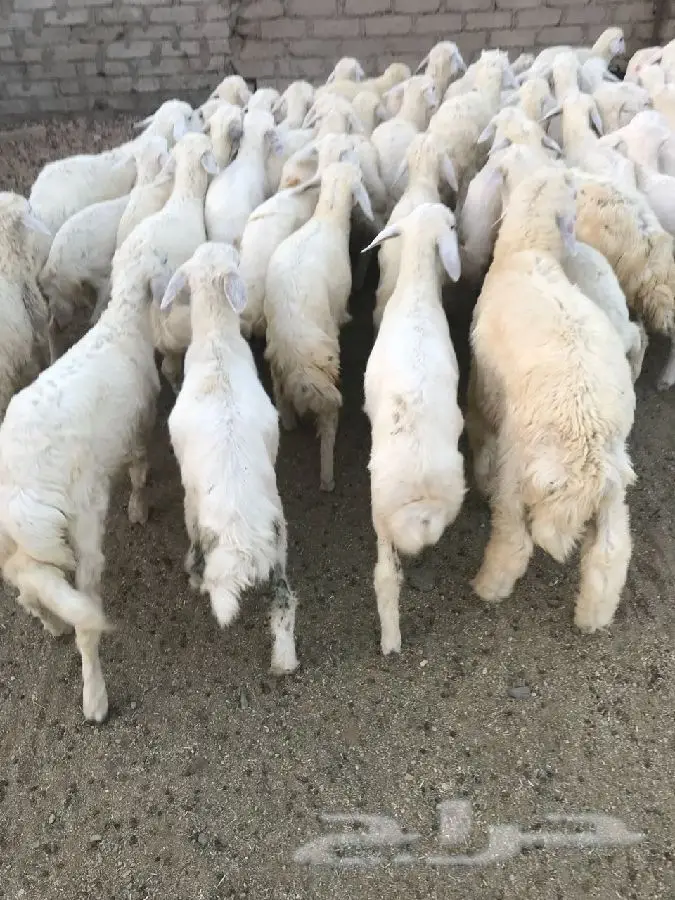 طليان ورخال
وتيوس وجفار (image 2)