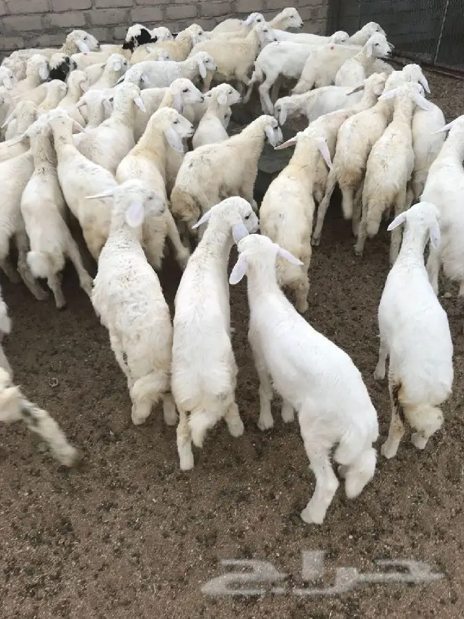 طليان ورخال
وتيوس وجفار (image 4)
