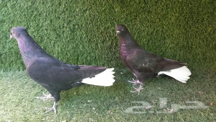 طبه نوري أسود مذيل ابيض (image 1)