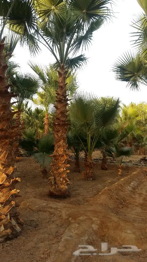 ابورياض التوريد جميع انوع النخيل