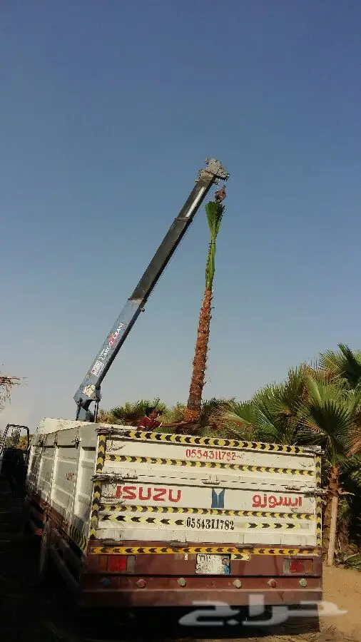 ابورياض التوريد جميع انوع النخيل (image 6)