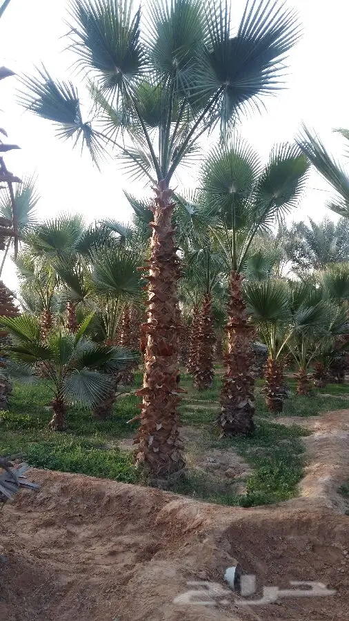 ابورياض التوريد جميع انوع النخيل (image 2)