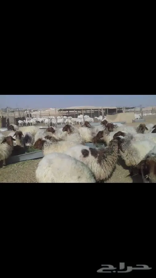 للبيع غنم نعيم مراح طيبه  (image 1)