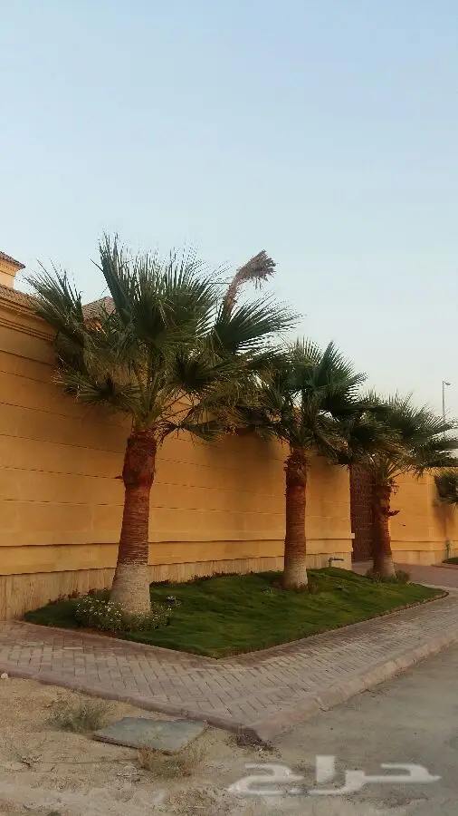 ابورياض التوريد جميع انوع النخيل (image 7)