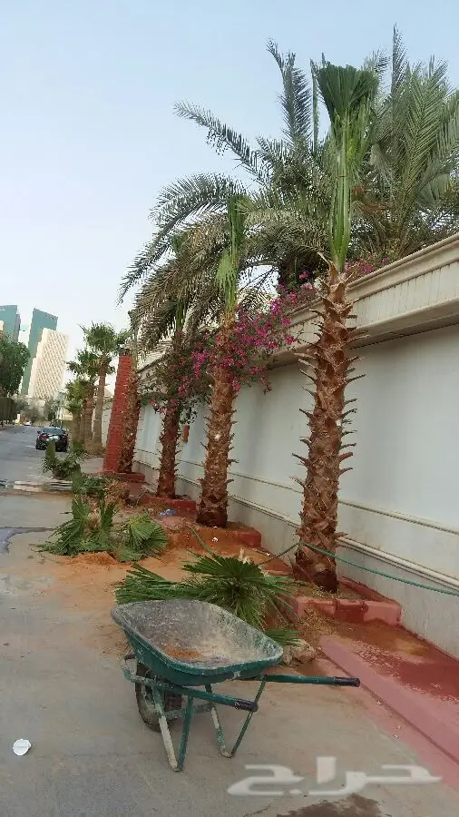 ابورياض التوريد جميع انوع النخيل (image 8)