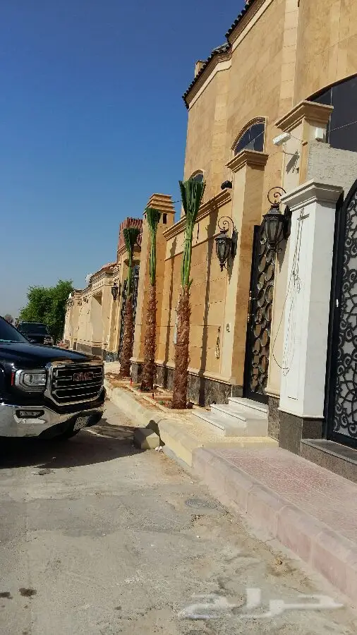 ابورياض التوريد جميع انوع النخيل (image 3)