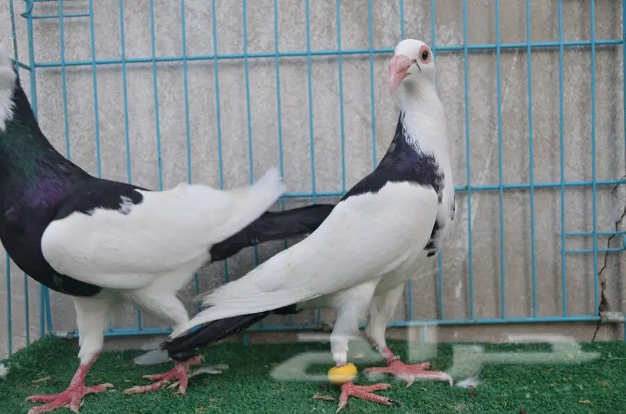 للبيع: طائر أسد طروق - حالة ممتازة! (image 4)