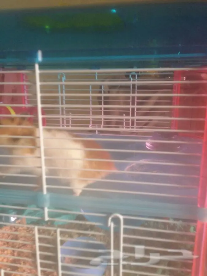 3همتارو للبدل  (image 1)