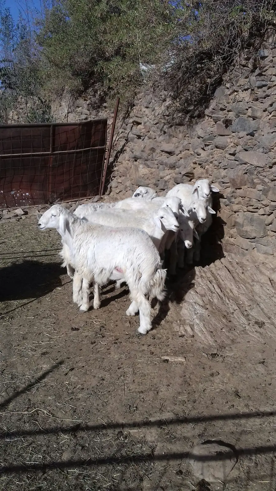 طليان (image 2)