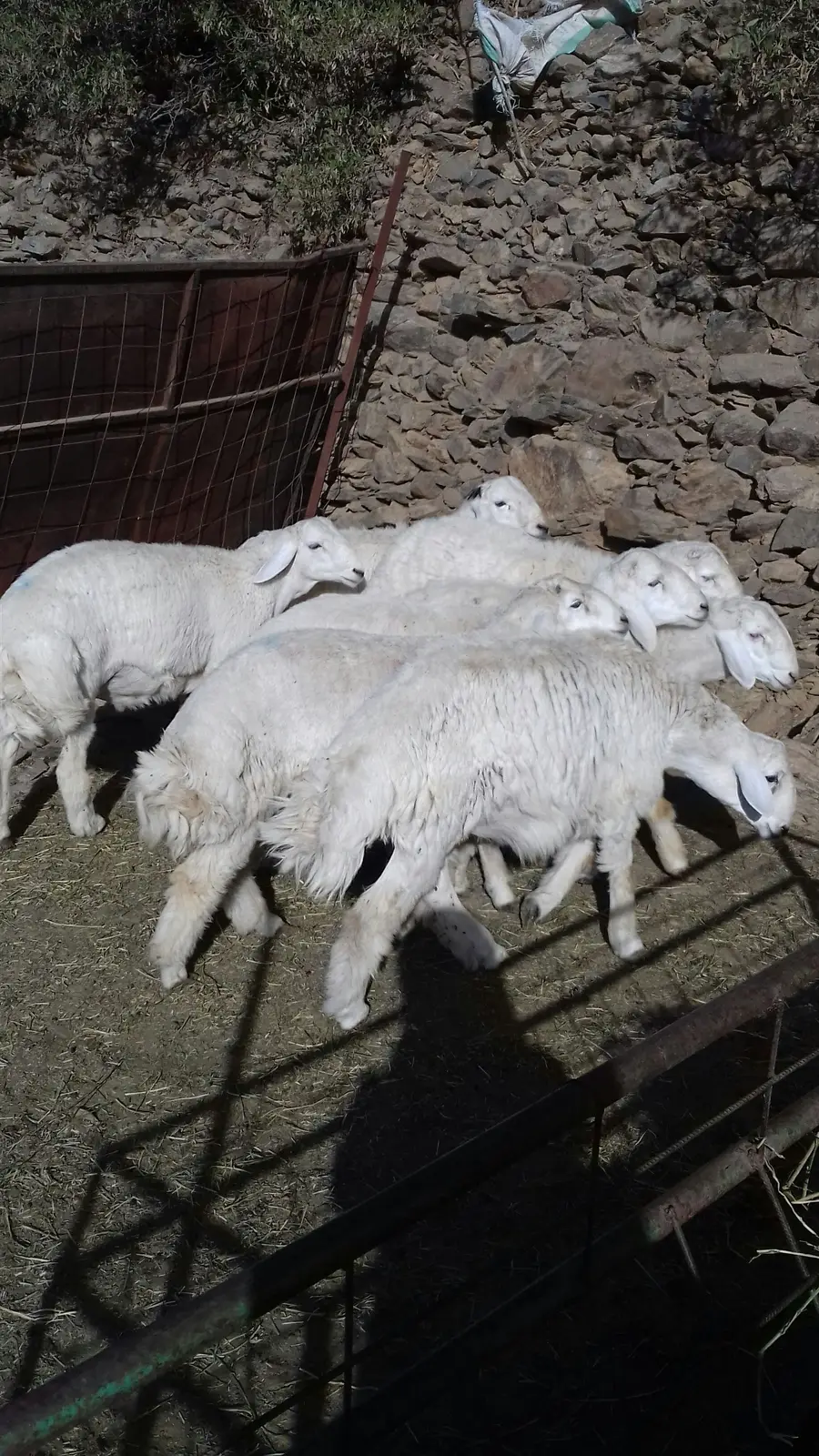 طليان (image 1)