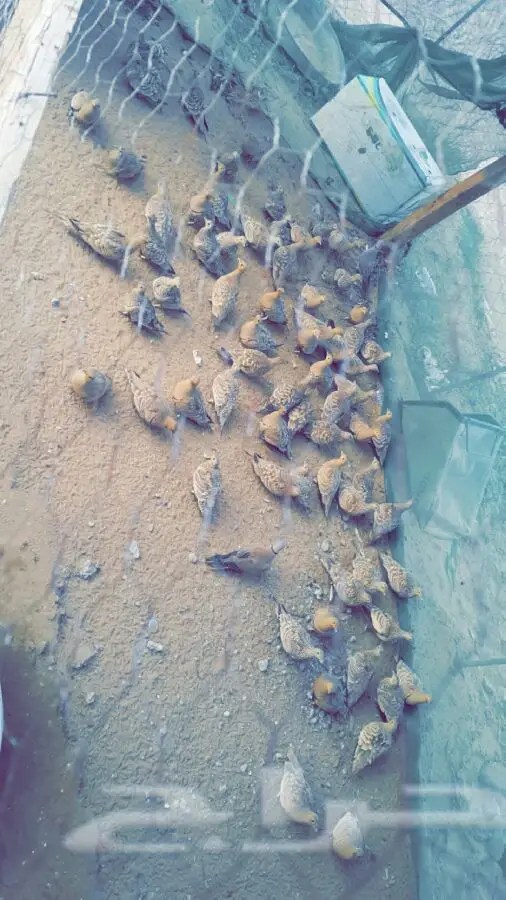 قطا للبيع  (image 1)