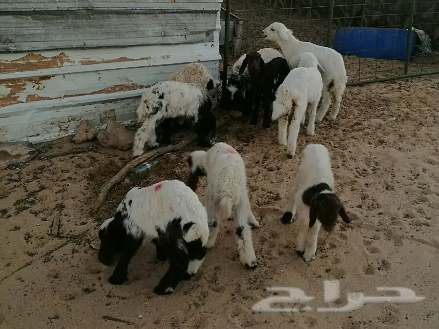 دواغير نعيم العدد 7 وثنين حري (image 7)