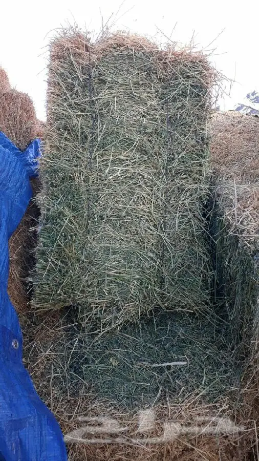 برسيم مخلوط - فرصة ذهبية! (image 4)