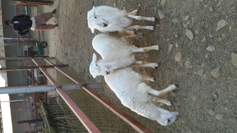 طليان أصيل لحم من الماشي - مثالي للضيوف والاحتفالات! (image 2)