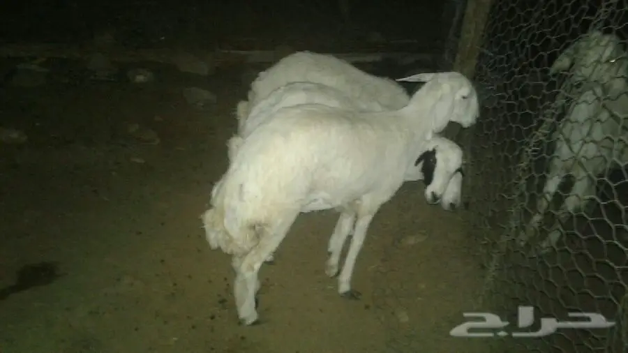 بيع جملة و تفصيل - طليين ورخله فخم