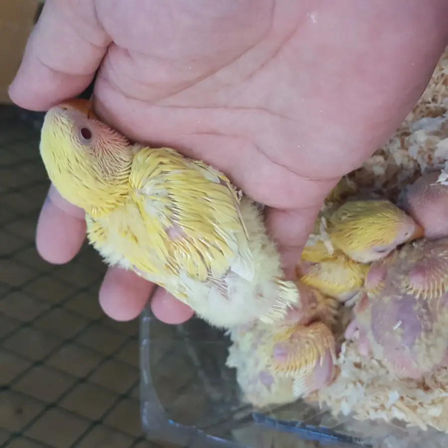 فرخ روز عمره أسبوعين - فرخ صحي وجميل للبيع!