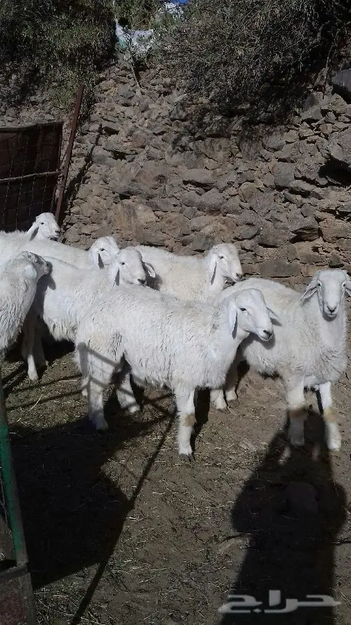 فرصة ذهبية! كلاب سمان وطيبه - كمية محدودة