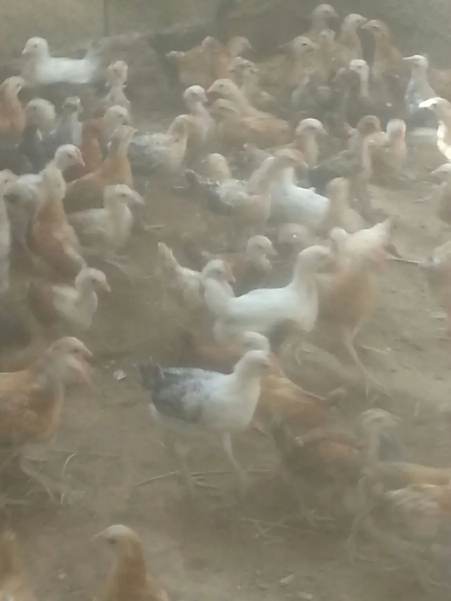 صوص بلدي أصيل - حصرياً للبيع (image 3)