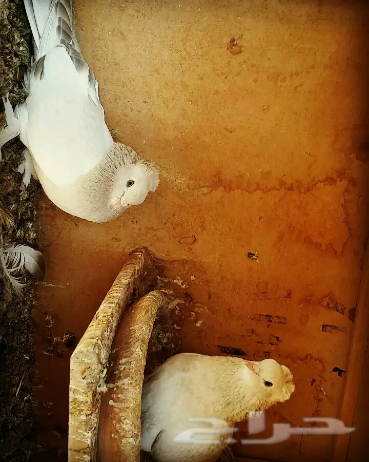 جوز هند أنثى أصيل - فرصة ذهبية! (image 1)