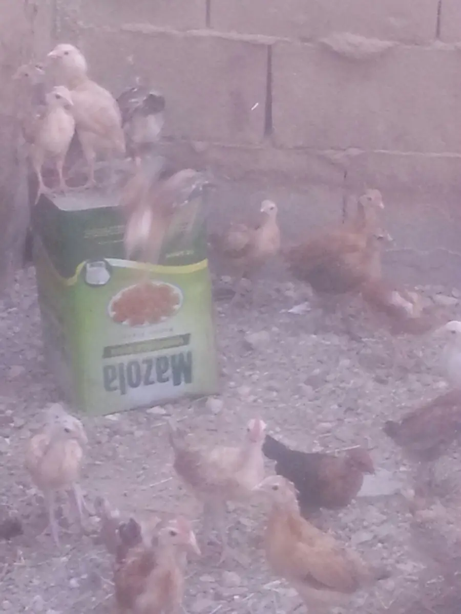 صوص بلدي أصيل - حصرياً للبيع (image 2)