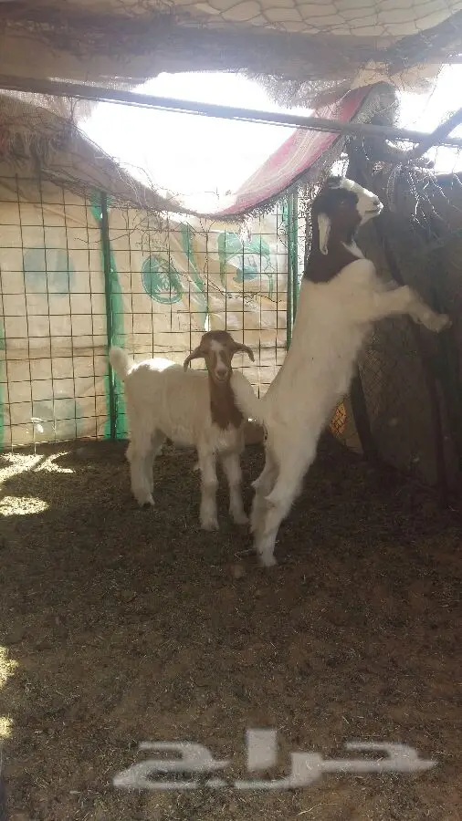 تيس وجفر صمع - فرصة ذهبية!