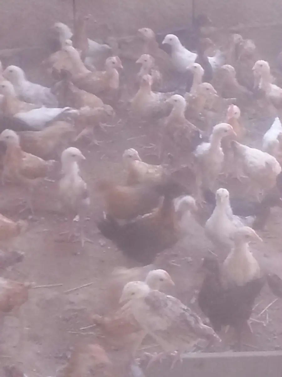 صوص بلدي أصيل - حصرياً للبيع (image 5)