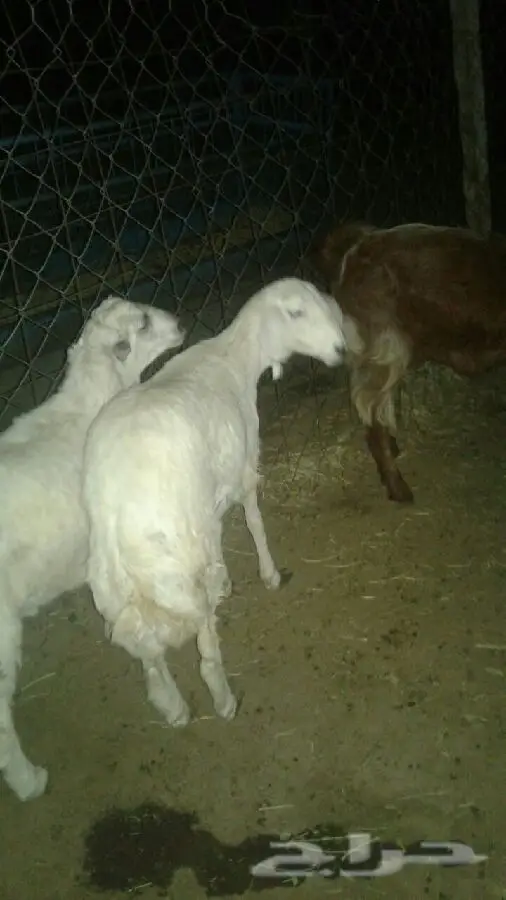 بيع جملة و تفصيل - طليين ورخله فخم (image 3)