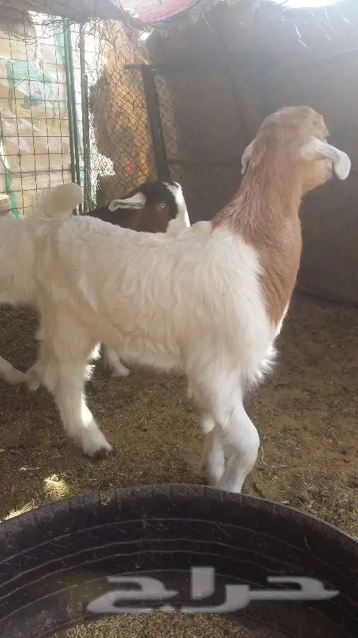 تيس وجفر صمع - فرصة ذهبية! (image 6)