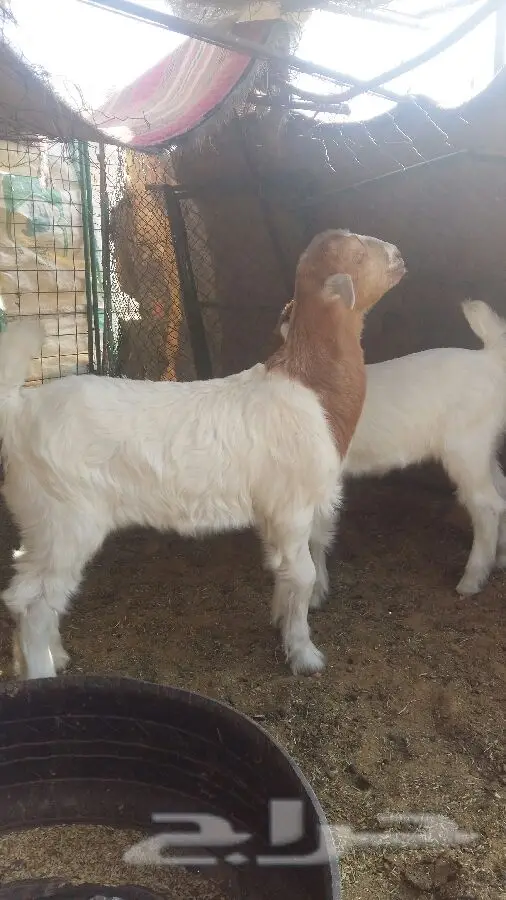 تيس وجفر صمع - فرصة ذهبية! (image 3)