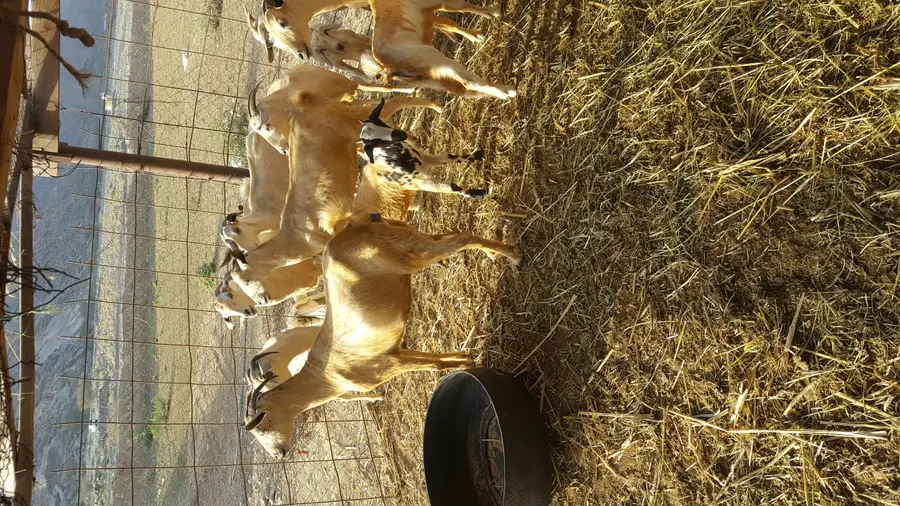 فرصة استثمارية رائعة - مساحات مميزة في الحجرة (image 1)