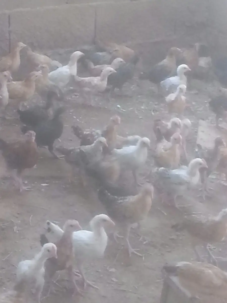 صوص بلدي أصيل - حصرياً للبيع (image 4)