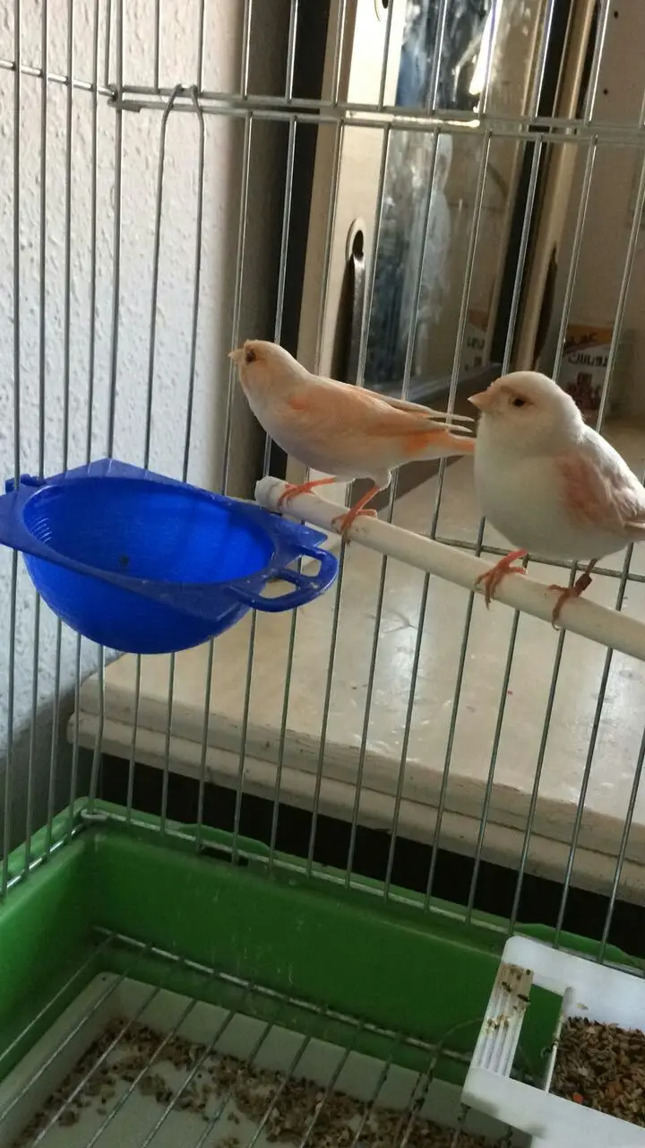 زوج كناري هولاندي  (image 4)