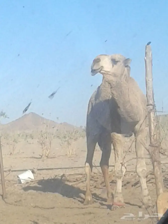 فحل باكستاني عالي الجودة للبيع - فرصة لا تعوض!