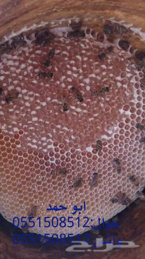 عسل سدر حضرمي أصلي - دوعني 1439 (image 16)