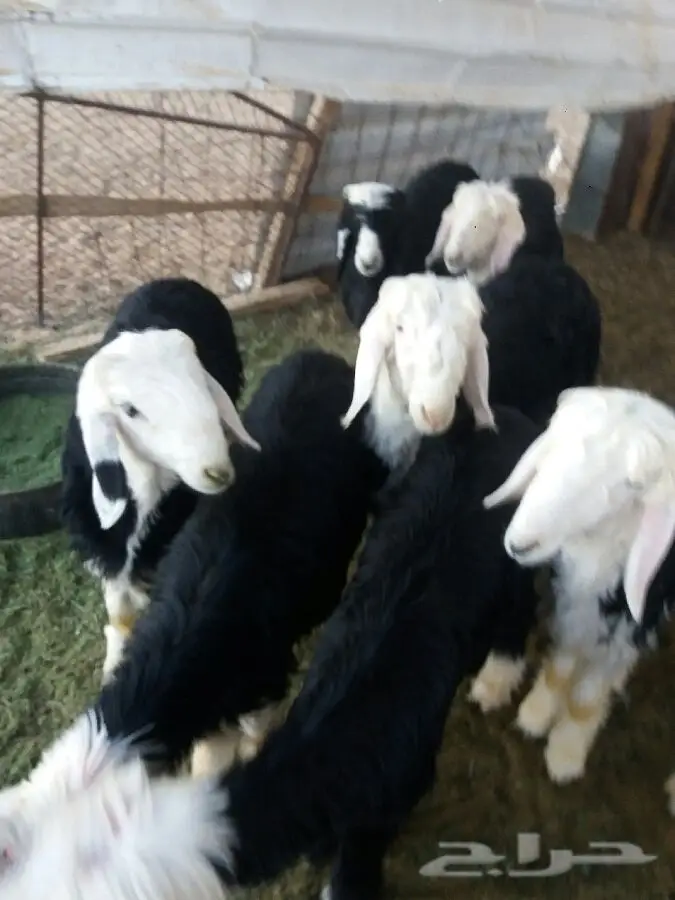 خنازير طليان ورخال - جدة (الودادمي) (image 1)