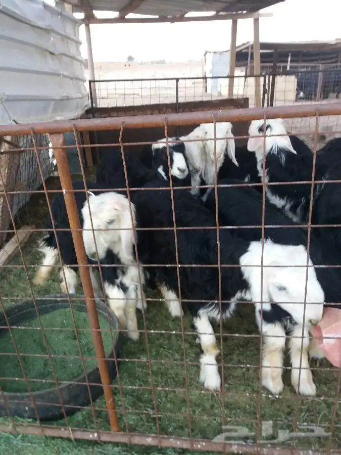 خنازير طليان ورخال - جدة (الودادمي) (image 6)