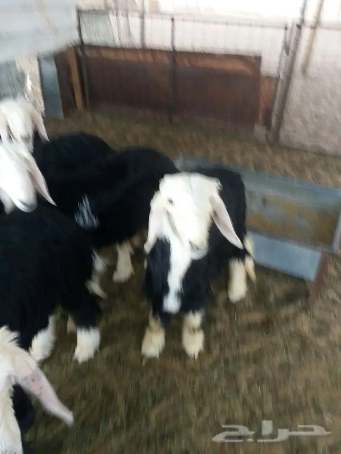 خنازير طليان ورخال - جدة (الودادمي) (image 2)