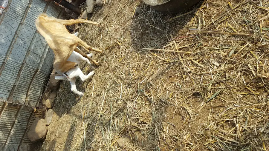 فرصة استثمارية مميزة: ماصات (4 ماصات) - فرصة لا تُفوّت! (image 2)