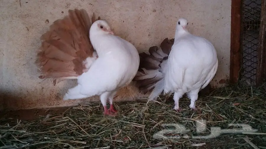 حمام فاخر للبيع - مجموعة كاملة! (image 8)