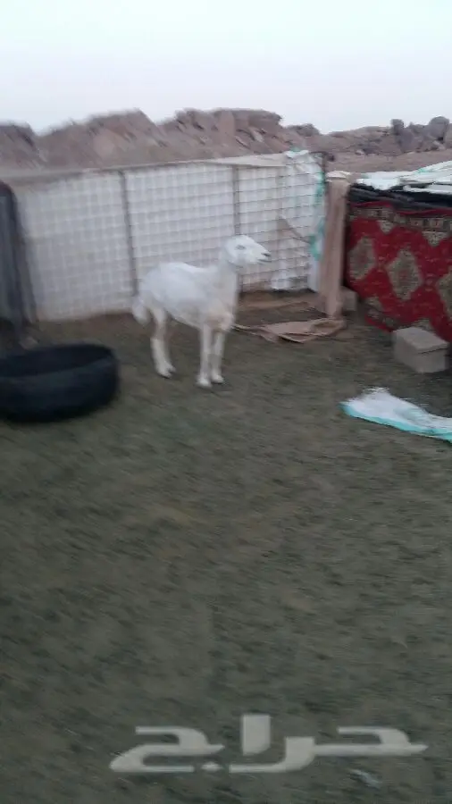 فرصة استثمارية مميزة! (image 2)