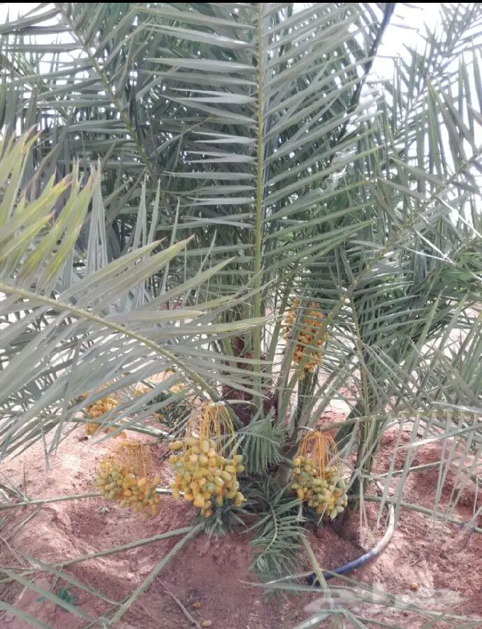 نخيل مثمر على الشرط  (image 2)