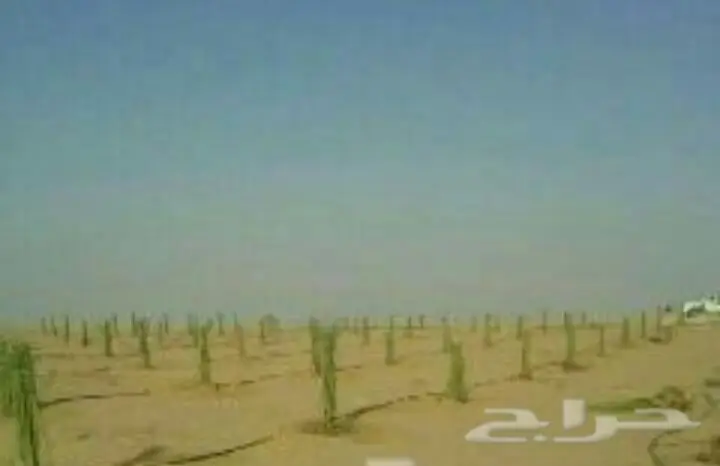 نخيل مثمر على الشرط  (image 4)