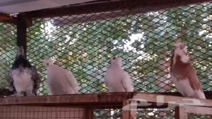 حمام فاخر للبيع - مجموعة كاملة! (image 10)