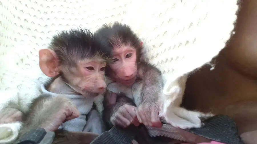 إعلان جذاب ومختصر (image 1)