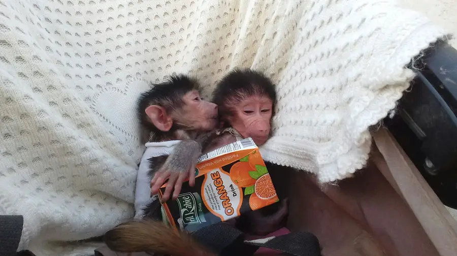 إعلان جذاب ومختصر (image 3)