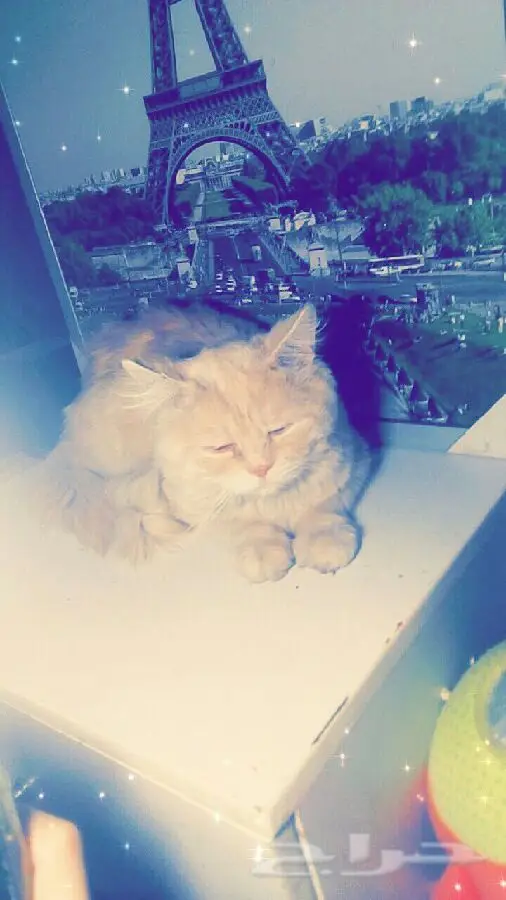 قطط رائعة للبيع - أنواع مختلفة! (image 6)