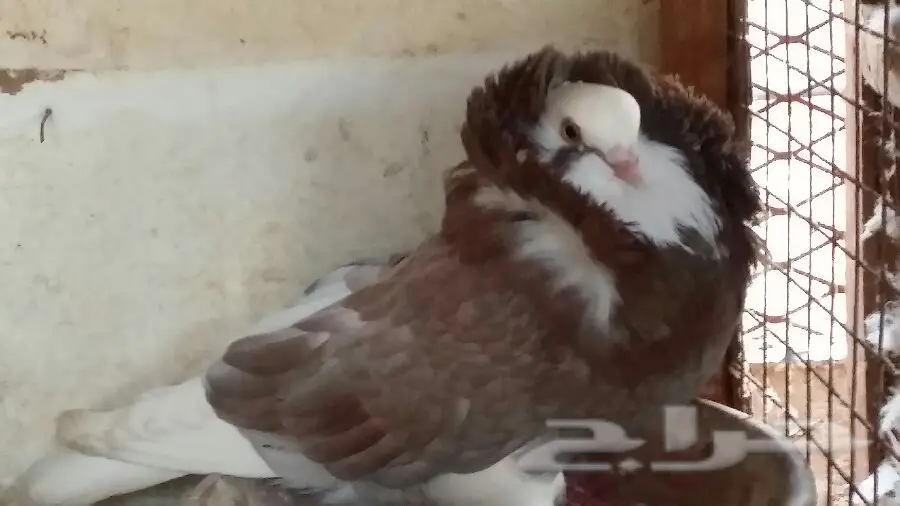 حمام فاخر للبيع - مجموعة كاملة! (image 12)